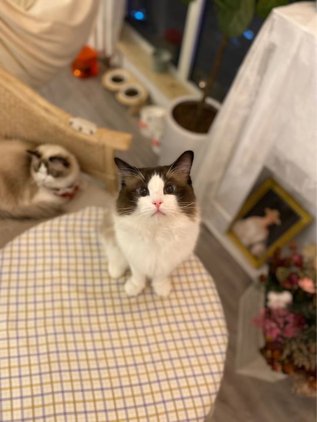 猫咖创业者必看的装修干货「猫咖怎么装修」