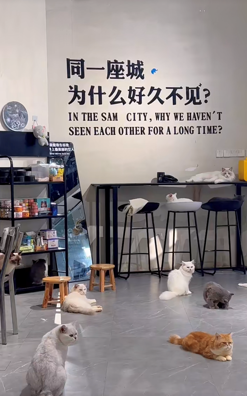 猫咖创业者必看的装修干货「猫咖怎么装修」